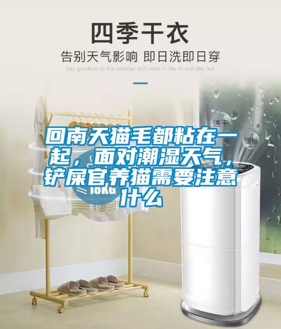 回南天貓毛都粘在一起，面對潮濕天氣，鏟屎官養貓需要注意什么