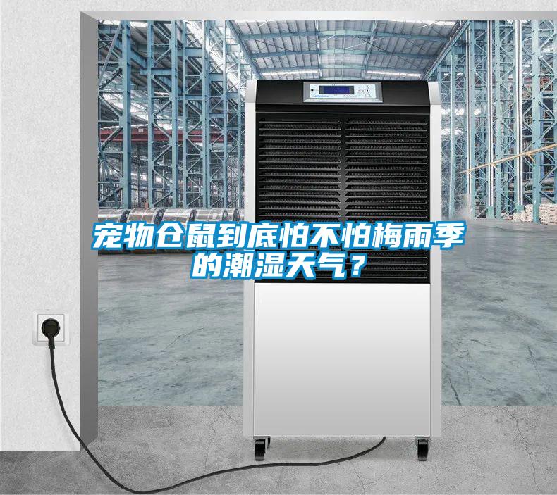 寵物倉鼠到底怕不怕梅雨季的潮濕天氣？