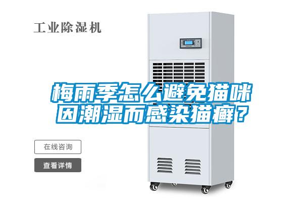 梅雨季怎么避免貓咪因潮濕而感染貓癬？