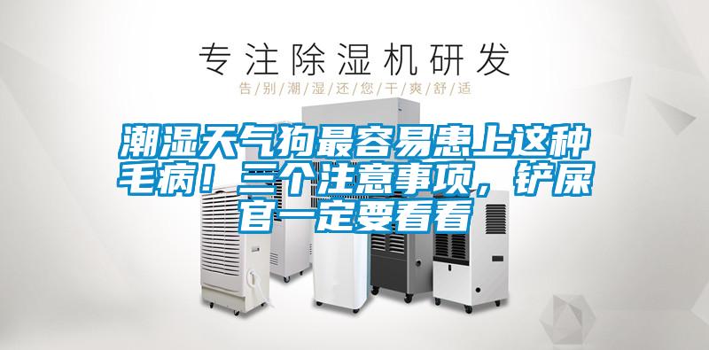 潮濕天氣狗最容易患上這種毛?。∪齻€(gè)注意事項(xiàng)，鏟屎官一定要看看