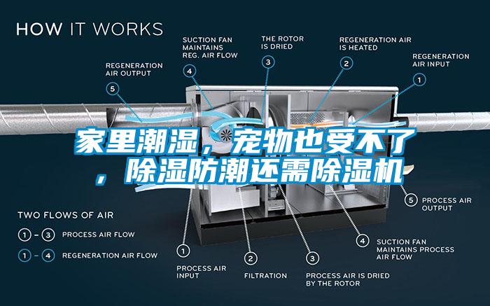 家里潮濕，寵物也受不了，除濕防潮還需除濕機