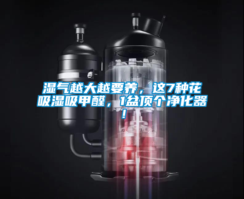 濕氣越大越要養，這7種花吸濕吸甲醛，1盆頂個凈化器！